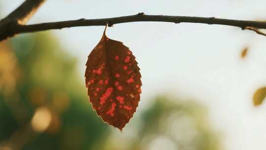 树枝上的秋日枯叶特写