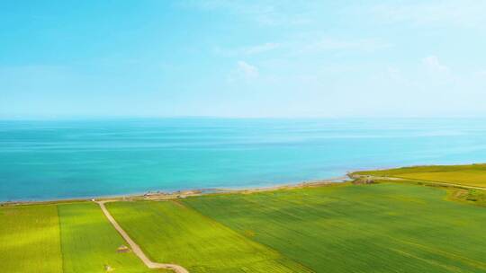 青海 青海湖 油菜花 旅行 景色