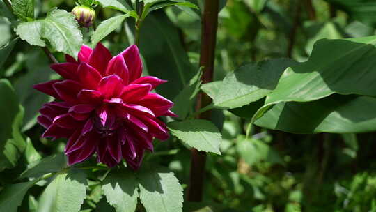 洋菊大丽花藏彩菊