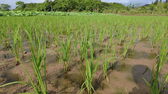 湘南农民稻田插秧劳动4