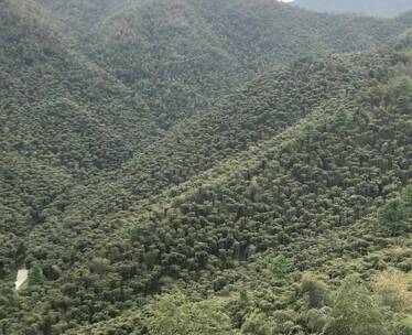 绿色深山  金山银山