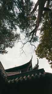 寺院里的树和建筑