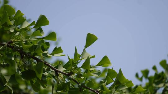 树叶银杏树绿色植物视频素材模板下载