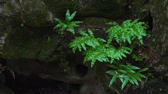 雨天自然植物空镜