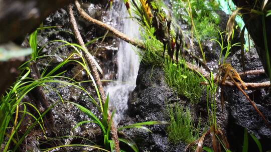 热带雨林景观热带植物瀑布流水