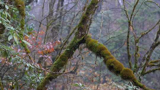 树枝苔藓生长