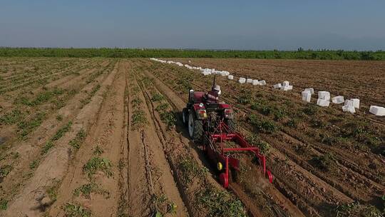 机械收获红薯，航拍农业