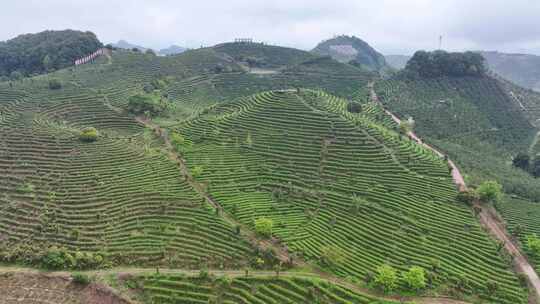 航拍高山生态茶园茶山