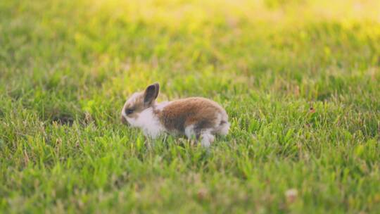 兔年生肖2023兔年素材活兔子