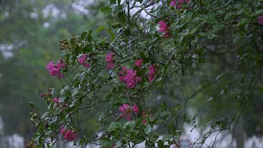 雨中盛开的粉色花朵