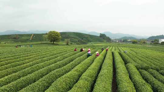 杭州西湖龙井茶园龙坞茶园航拍