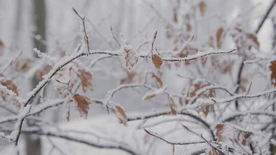 雪覆盖的树枝和叶子