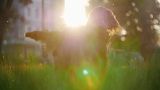 爱尔兰猎犬在夏日阳光下的草地上玩耍视频素材模板下载