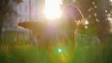 爱尔兰猎犬在夏日阳光下的草地上玩耍高清在线视频素材下载