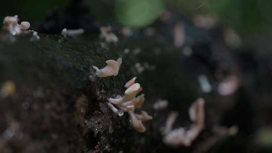 木头上的菌类蘑菇雨滴