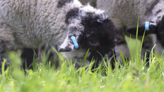 在草地上吃草的羔羊