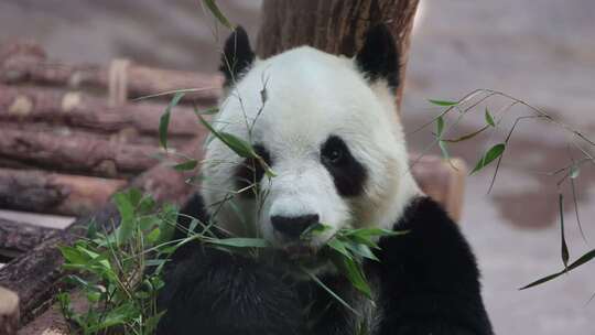 180帧慢动作动物园大熊猫华奥吃竹笋