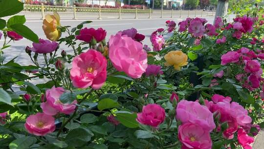 济南花园东路路边蔷薇花、月季花正盛开视频素材模板下载