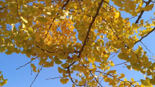 阳光银杏树树叶