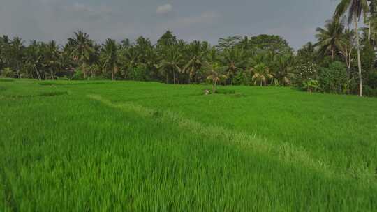 原创 印尼巴厘岛乌布水稻农田航拍自然风光