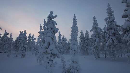 在芬兰北极圈拉普兰的雪林中，无人机在森林