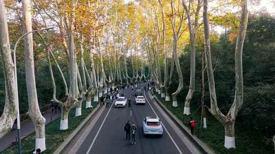 南京秋天 梧桐大道 陵园路