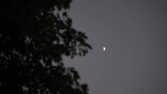 月亮树林弯月树木风吹树叶森林夜空天空黑夜视频素材模板下载