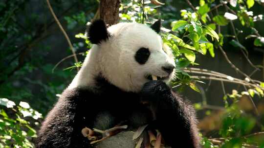 大熊猫吃竹子视频素材模板下载