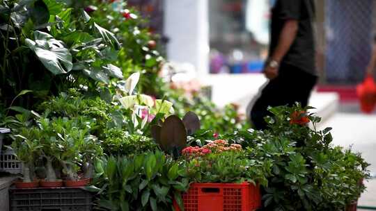 花市门口堆满的绿植与阳光特写