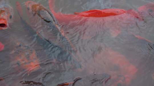 观赏鱼红色锦鲤 鱼群张开嘴觅食，富贵吉祥