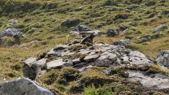 岩石Hyrax，岩石，草，Dassie