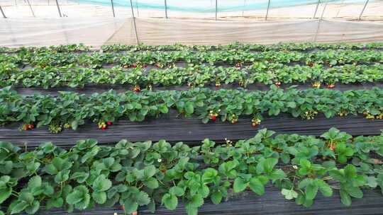 塑料大棚草莓种植农业生产特写