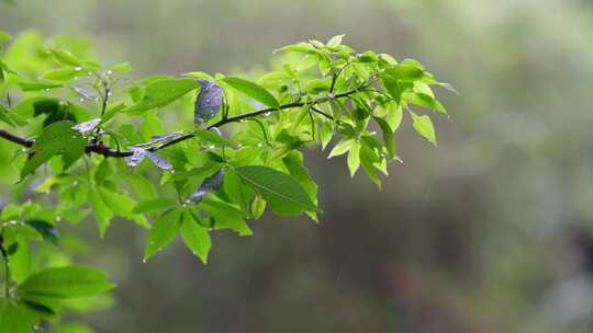 夏日唯美下雨天的树枝