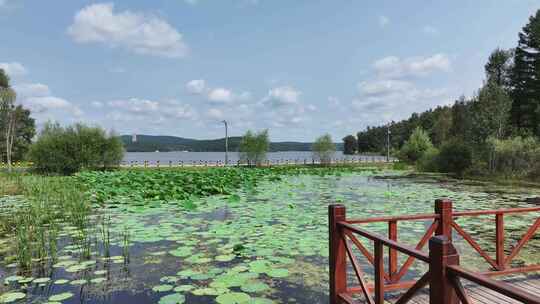 航拍长春净月潭公园夏季风光荷花塘与湖面