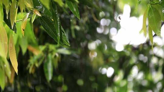下雨天树叶唯美空镜