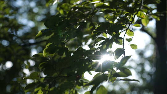 阳光透过树叶视频素材模板下载