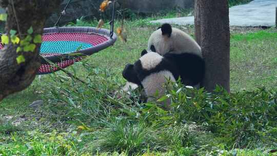 动物园大熊猫母子玩耍视频合集