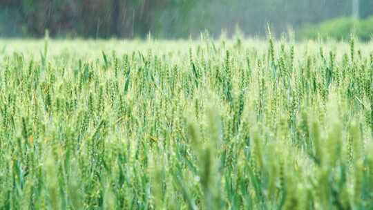 雨中的绿色麦田景象