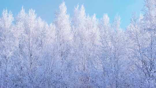 冰雪覆盖的森林壮观全景