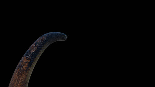 三维特效蟒蛇珊瑚蛇眼镜蛇合成特效 (2)