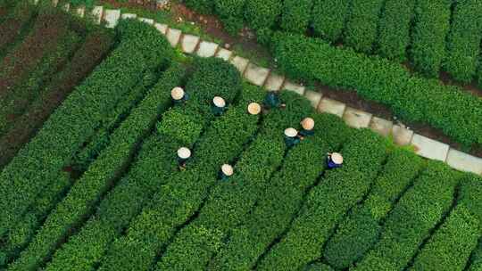 江南茶园茶山采茶工采茶茶园采茶