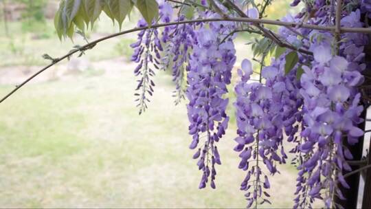枝头美丽的紫藤花