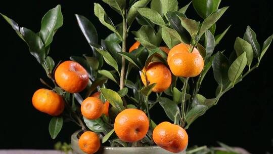 盆栽观赏橘子金桔 (4)