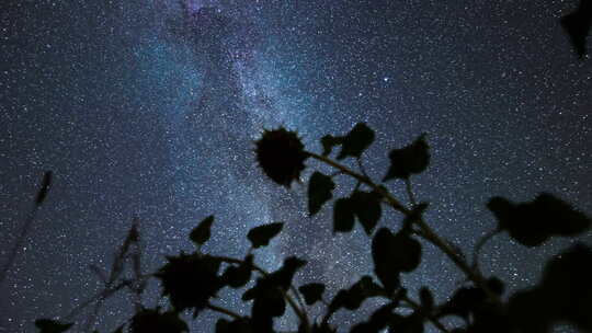 向日葵中的夜空银河星系