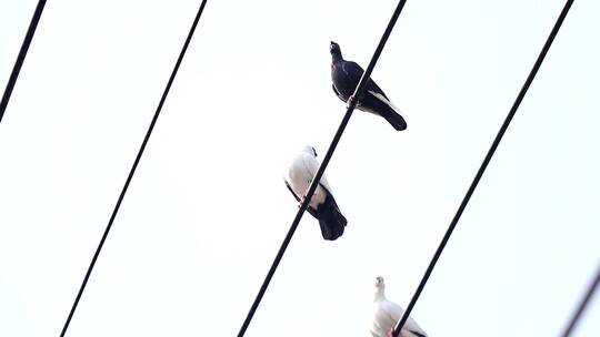 电线杆上各种各样的鸟