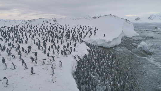 巴布亚企鹅殖民地上岸空中俯视图