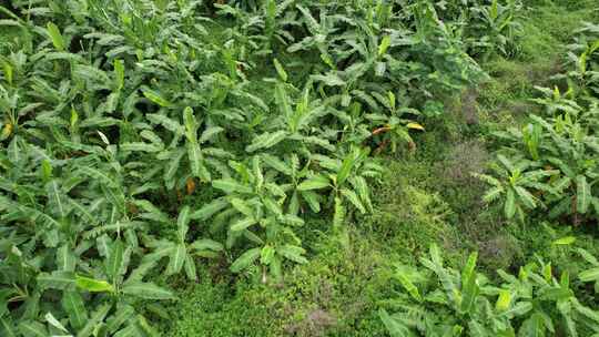 香蕉种植航拍