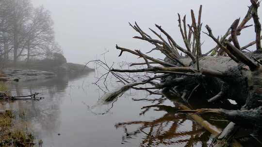飘渺湖中倒下的树，带着一种神秘的感觉，雾