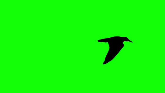 一只乌鸦飞过绿幕背景