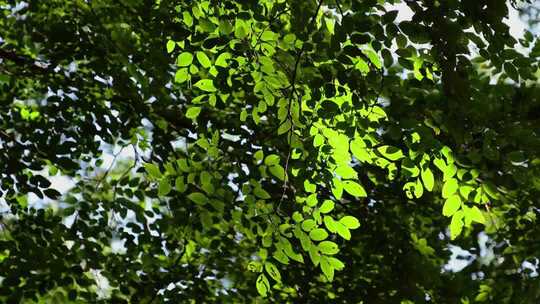 风吹树叶阳光治愈风景幽静绿色森林